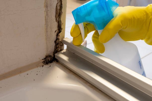 Mold Removal Process in Enterprise, UT