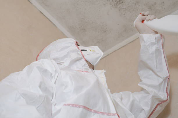 Enterprise, UT Mold Removal Company